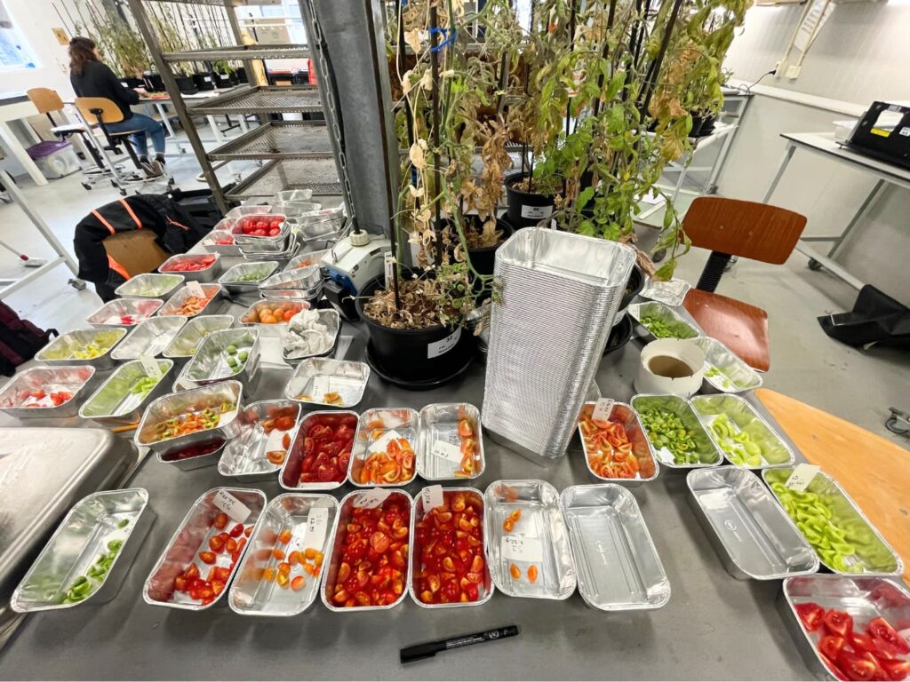 Tomates marcianos podem ajudar a acabar com a fome