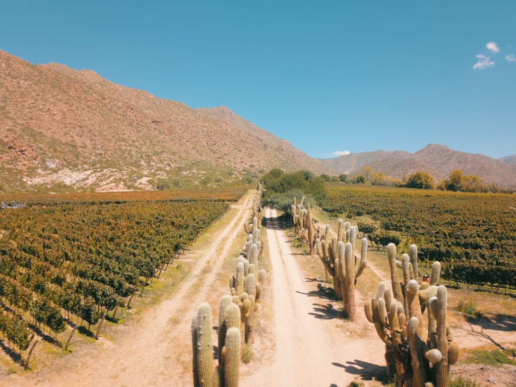 Na paisagem de Salta, vinhedos e cactos